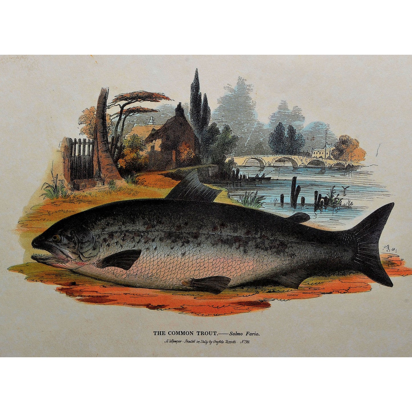 Vintage Art Prints — Set of 4, Printed in Italy