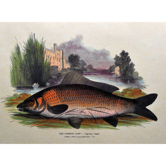 Vintage Art Prints — Set of 4, Printed in Italy