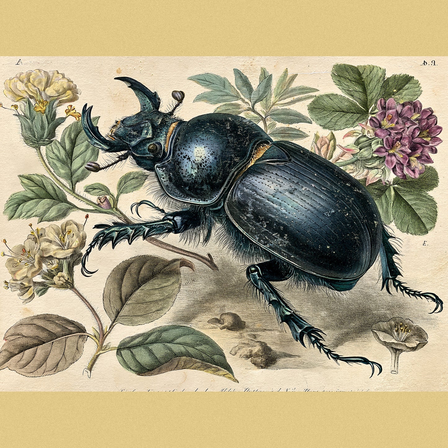 The Dung Beetle — A Naturalist's Study