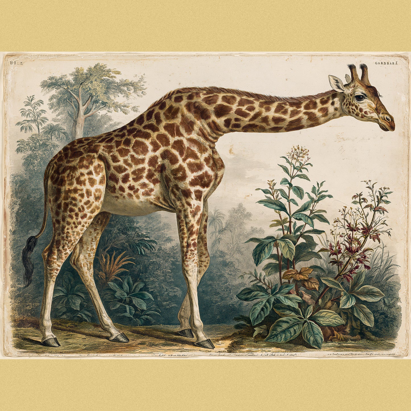 Giraffe — Plate No. 2