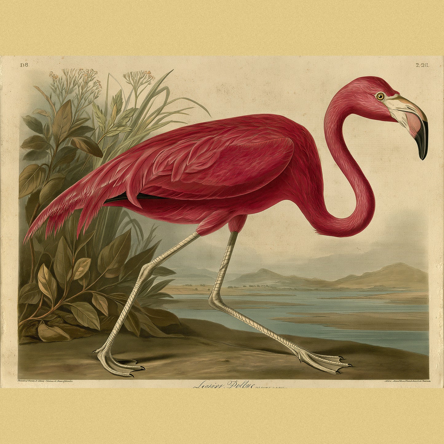 The Lesser Flamingo