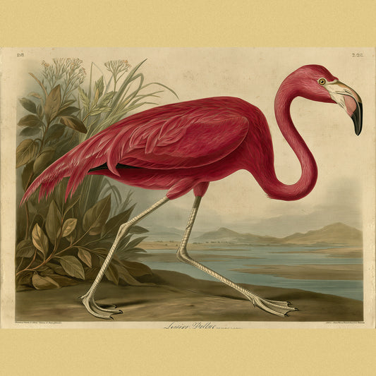 The Lesser Flamingo