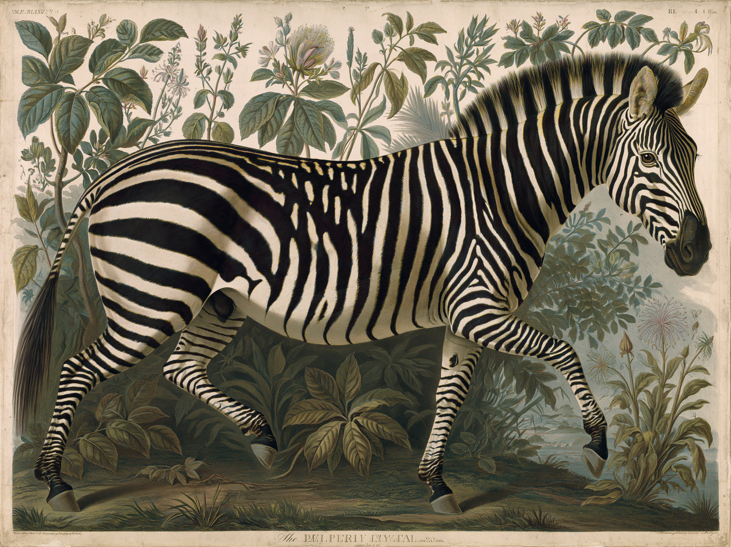Zebra — A Naturalist's Study
